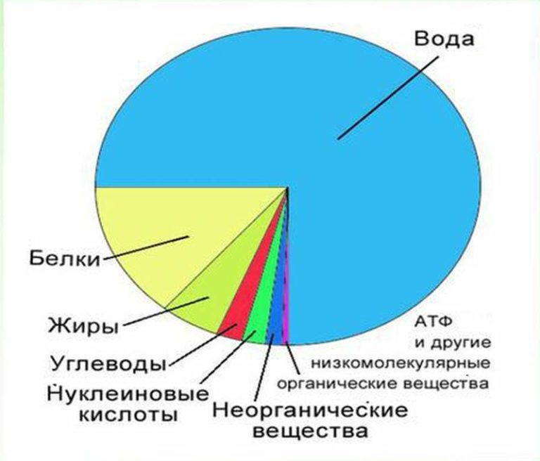 Процентный состав вещества. Химический состав клетки диаграмма.