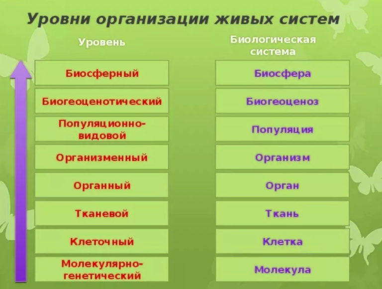 Архитектуру нейронных биологических систем способны моделировать эвм какого поколения