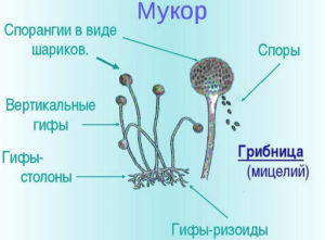 Рисунок мукора с подписями