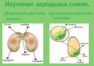 Схема однодольного цветка